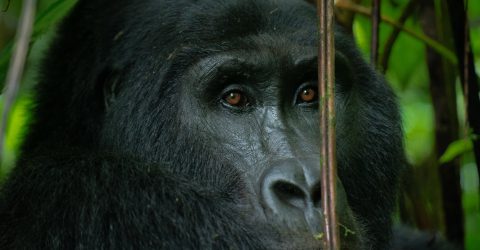 ÚLTIMOS GORILAS DE LA MONTAÑA