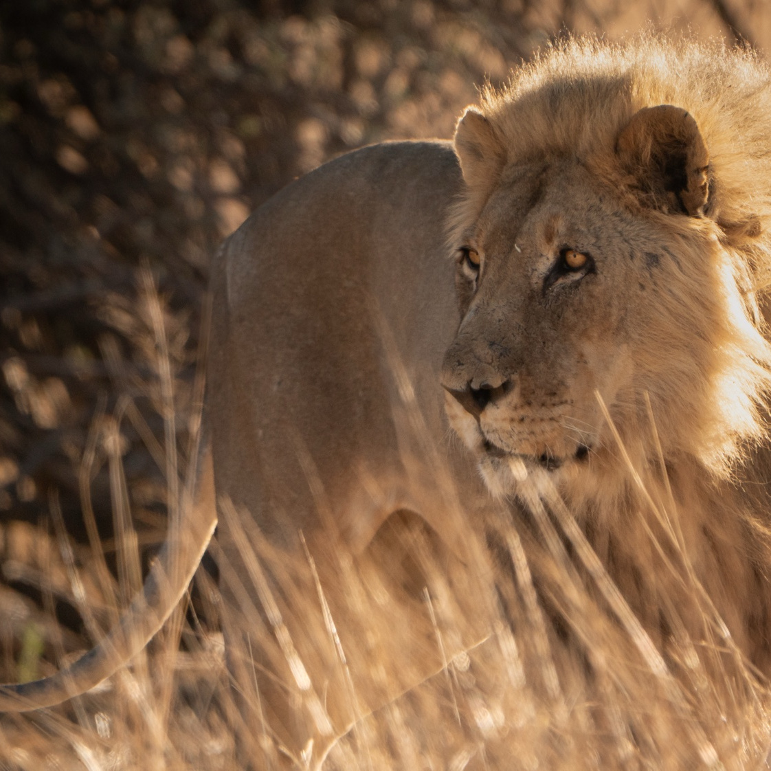 DÍAS 10/11 - ETOSHA
