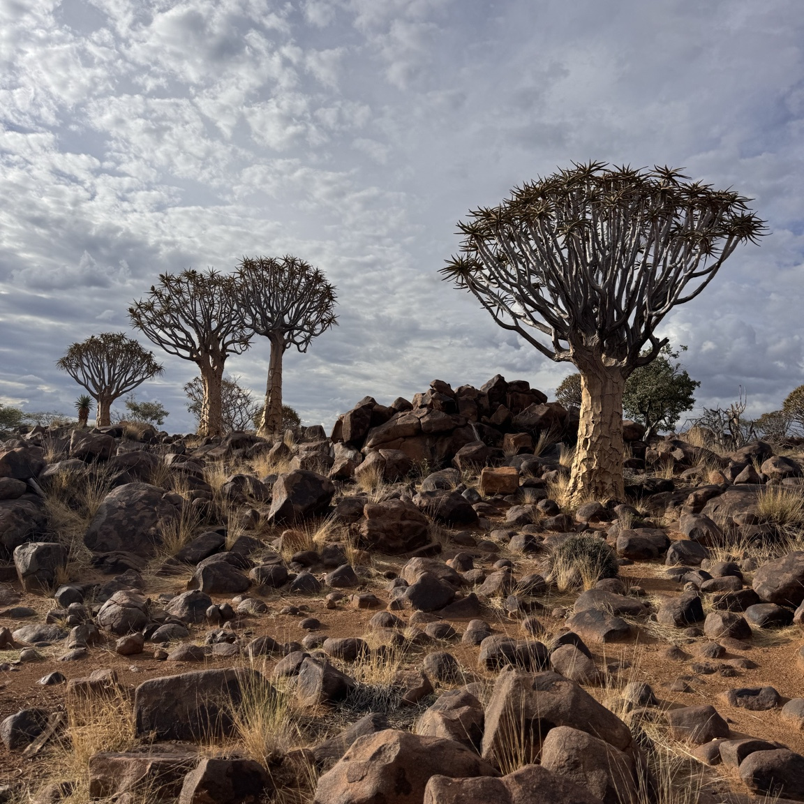 DÍA 2 - QUIVER TREE FOREST