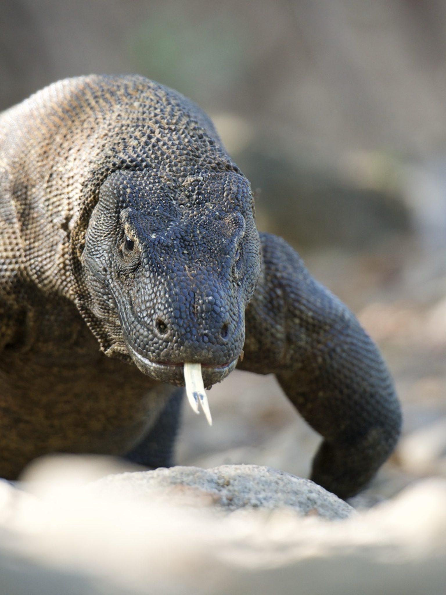 DÍAS 3/4 KOMODO