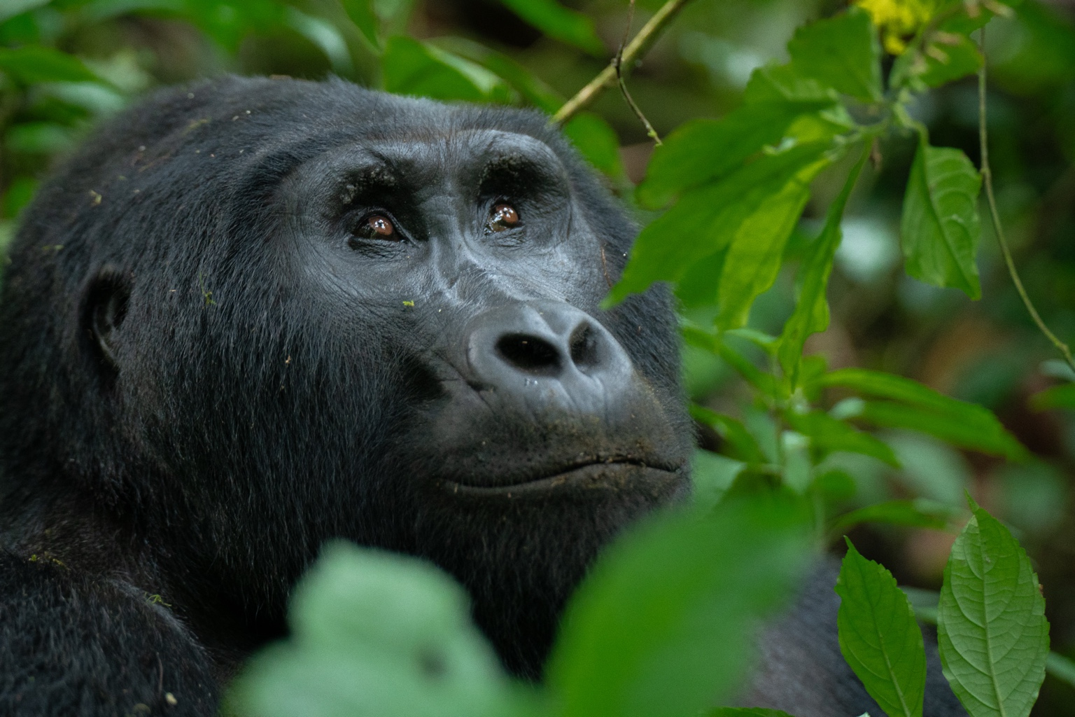 DÍA 5/6 - BWINDI
